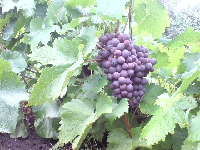 Хотели бы вы вырастить виноград?