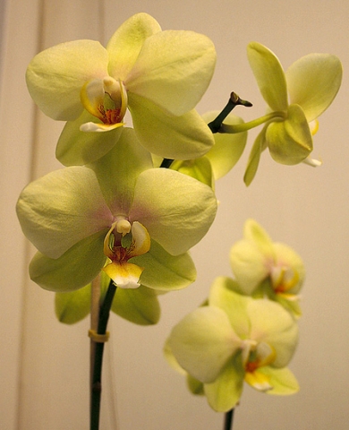 Как правильно пересаживать орхидеи?