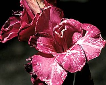 Почему у гладиолусов деформированные цветки?