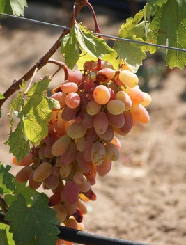 Какие элитные сорта винограда посоветуете?