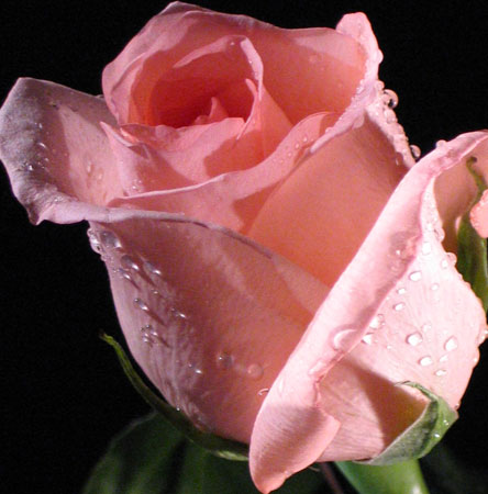 Как правильно посадить розу с веточки?