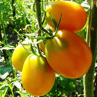 Лучшие сорта томатов и их характеристики