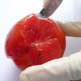 Болезни и вредители томатов: фото и борьба с ними
