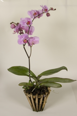 Как правильно подобрать  влажность орхидеям? 