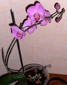 Сколько еще будет расти орхидея?