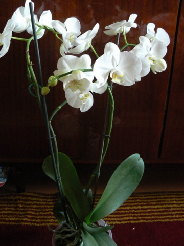 Орхидея размножается!