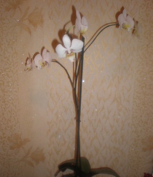 Будет ли расти орхидея ввысь?
