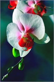 Разноцветные орхидеи!