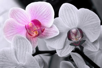Спасаем орхидейку(