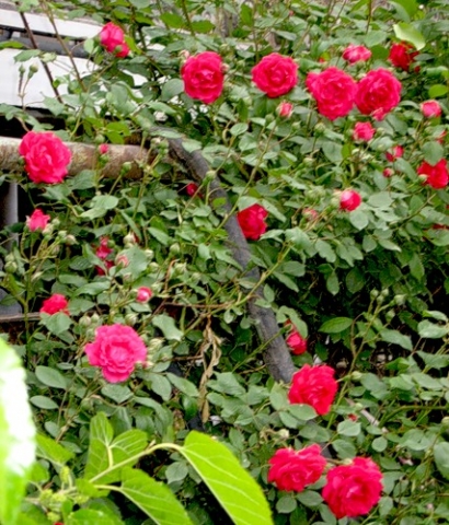 Как выращивать розу на участке?