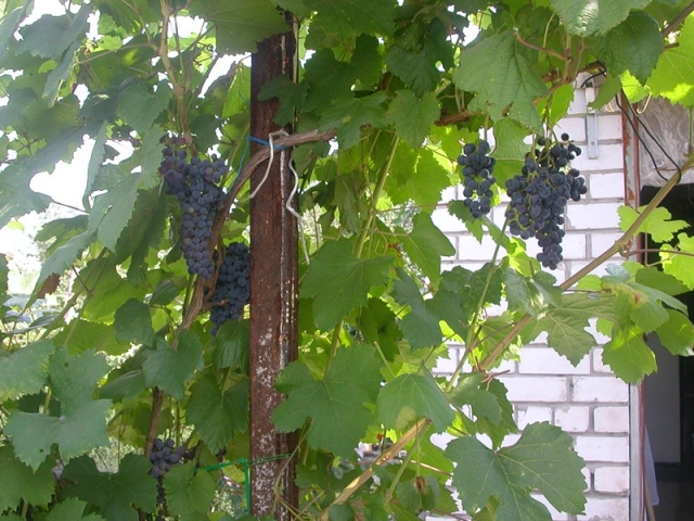 Когда нужно укрывать виноград и как правильно это делать?