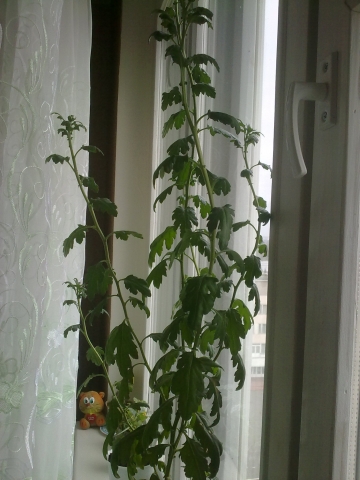 Почему не цветет хризантема