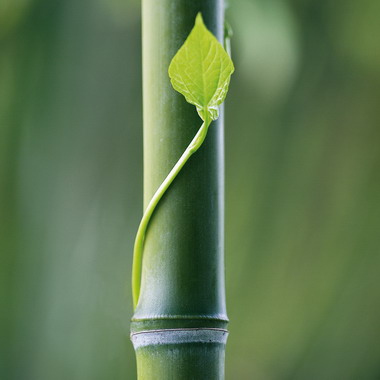 Как размножить "бамбук" Lucky Bamboo и чем его подкармливать?