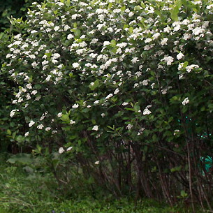 Дерево арония черноплодная рябина  (Aronia ) и его выращивание