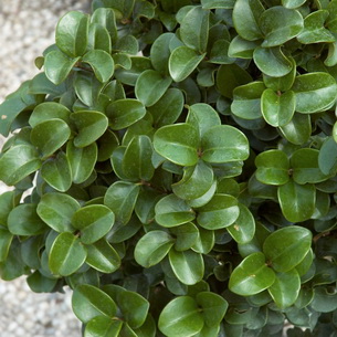 Растение бирючина (Ligustrum) и его выращивание