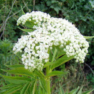 Растение бузина (Sambucus): её описание и фото
