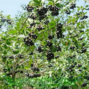 Дерево арония черноплодная рябина  (Aronia ) и его выращивание