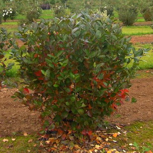 Дерево арония (рябина черноплодная): фото и описание, выращивание и уход