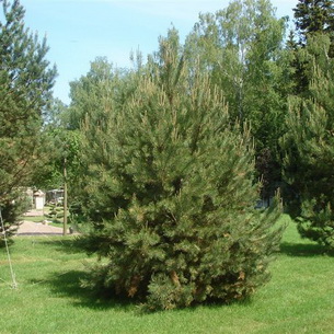 сосна Pinus