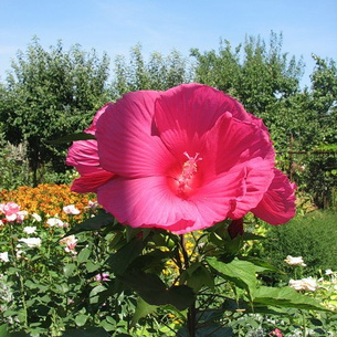 Цветы гибискус (Китайская роза) – Hibiscus: выращивание, описание и фото