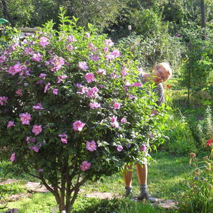Цветы гибискус (Китайская роза) – Hibiscus: выращивание, описание и фото