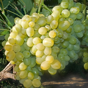 Виноград обыкновенный