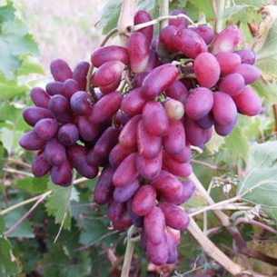 Виноград обыкновенный