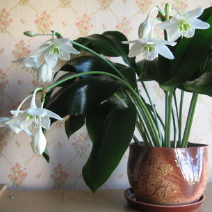 Цветок С Белыми Листьями Фото