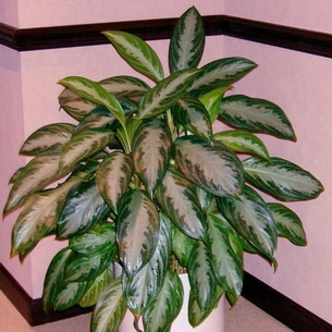 Комнатное растение аглаонема польза и вред
