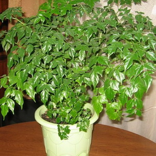 Цветок радермахера (Radermachera) в домашних условиях (с фото)