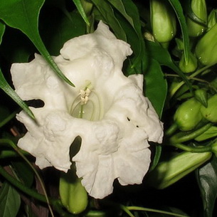 Цветок радермахера (Radermachera) в домашних условиях (с фото)