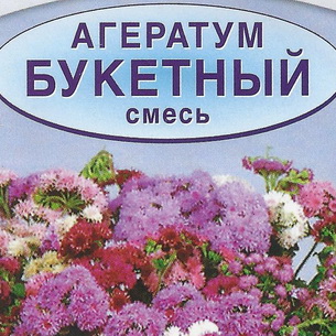 Цветы агератум: виды и сорта, выращивание и уход