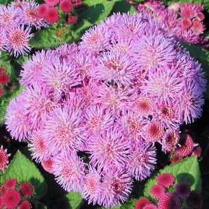 Цветы агератум: виды и сорта, выращивание и уход