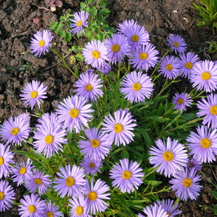 Цветок астра альпийская: описание и выращивание