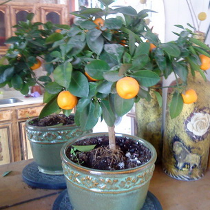 Комнатное растение апельсин: описание, уход и выращивание