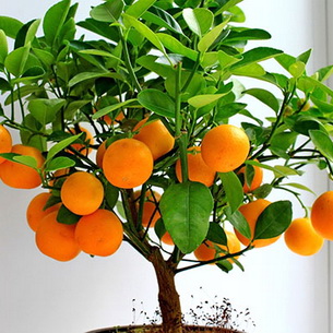 Комнатное растение апельсин: описание, уход и выращивание