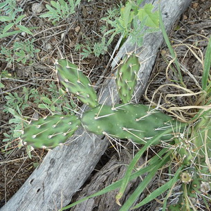 Растение опунция (Opuntia): виды кактуса с фото и названиями