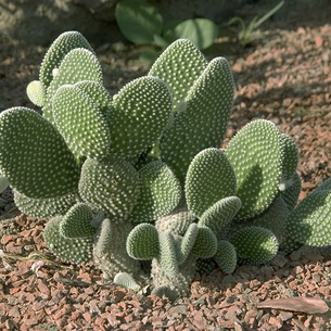 Растение опунция (Opuntia): виды кактуса с фото и названиями
