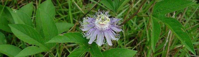 Фотография крыжовника