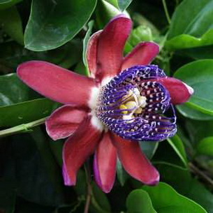 Цветок страстоцвет пассифлора (Passiflora): как вырастить в домашних условиях (с фото)