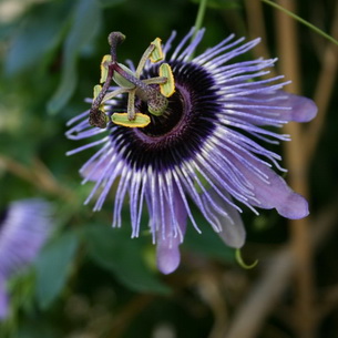 Цветок страстоцвет пассифлора (Passiflora): как вырастить в домашних условиях (с фото)