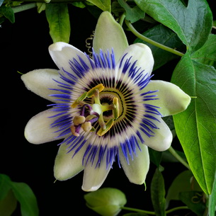 Цветок страстоцвет пассифлора (Passiflora): как вырастить в домашних условиях (с фото)