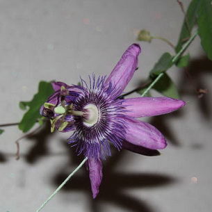 Цветок страстоцвет пассифлора (Passiflora): как вырастить в домашних условиях (с фото)