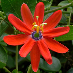 Цветок страстоцвет пассифлора (Passiflora): как вырастить в домашних условиях (с фото)