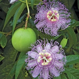 Цветок страстоцвет пассифлора (Passiflora): как вырастить в домашних условиях (с фото)