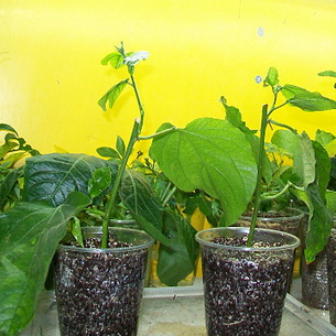 Цветок страстоцвет пассифлора (Passiflora): как вырастить в домашних условиях (с фото)