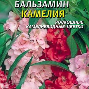 Комнатный цветок бальзамин: виды и сорта, посадка и уход