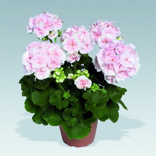 Комнатная пеларгония (Pelargonium): сорта и выращивание в домашних условиях