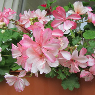 Комнатная пеларгония (Pelargonium): сорта и выращивание в домашних условиях