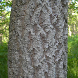 Дерево бархат: лечебные свойства, посадка и уход